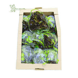 lettuce-oak-leaf-1pc-uae